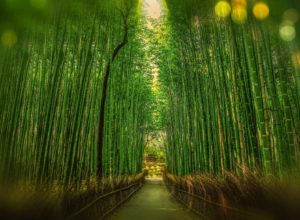 Podłoga z bambusa – jak o nią dbać?
